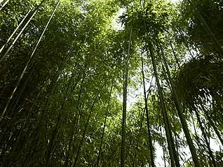 5120x1440p 329 bamboo