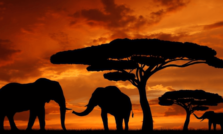 5120x1440p 329 africa backgrounds