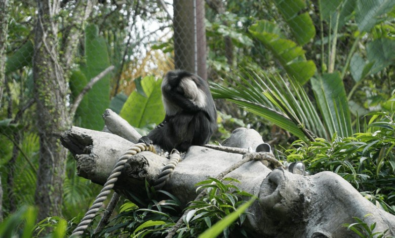 5120x1440p 329 gibbon image