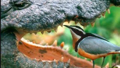 bird cleaning crocodile teeth